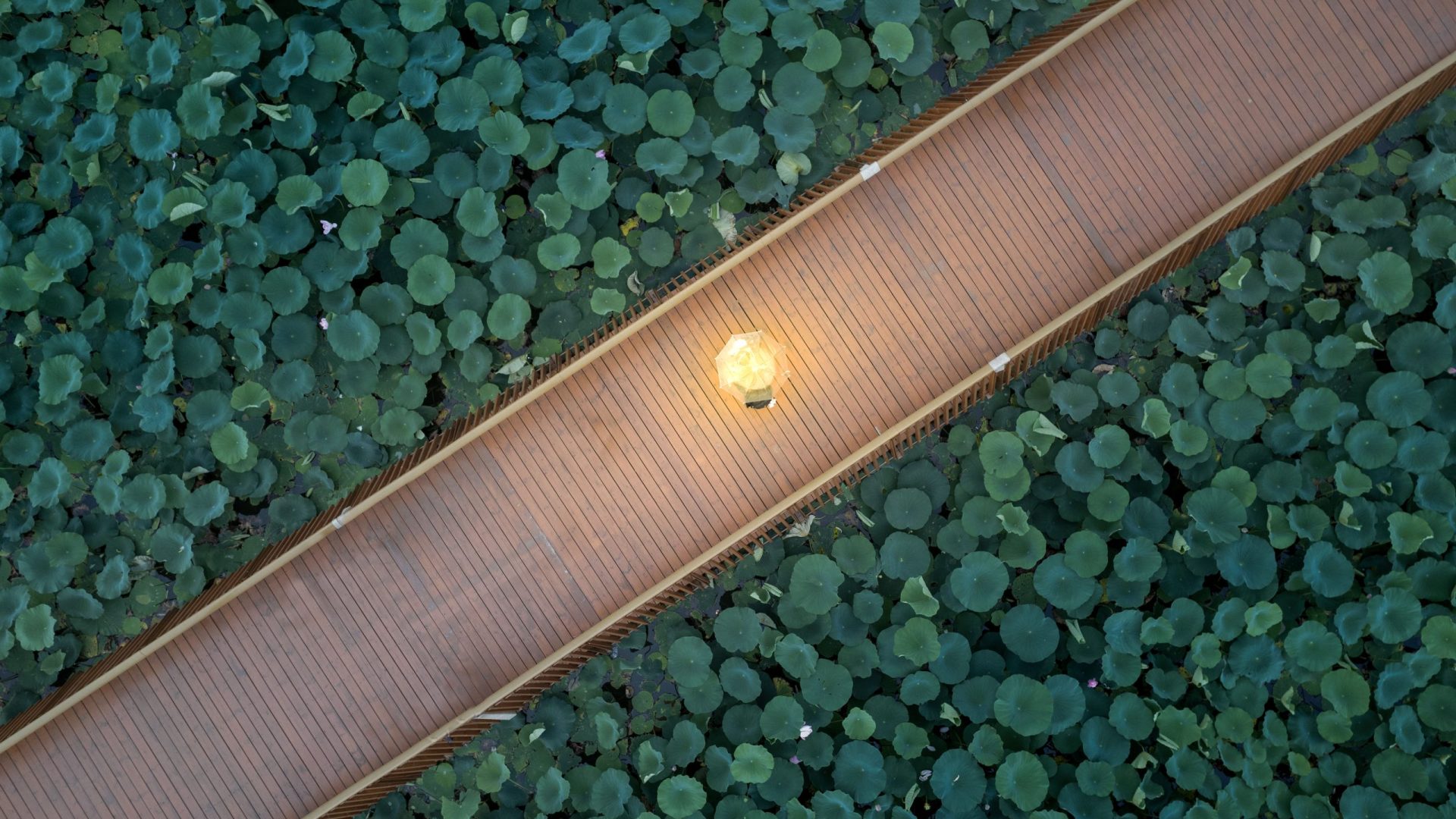 田宇轩(男) - 荷塘夜色